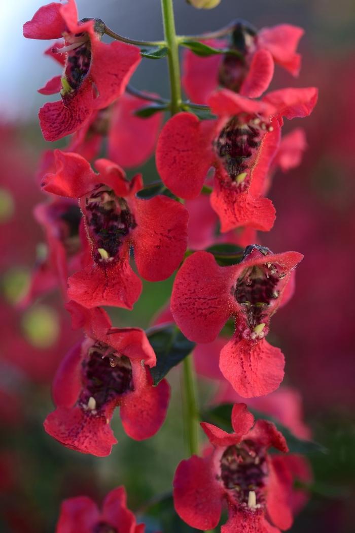 Angelonia Archangel Cherry Red - View 3 from www redcrocus com