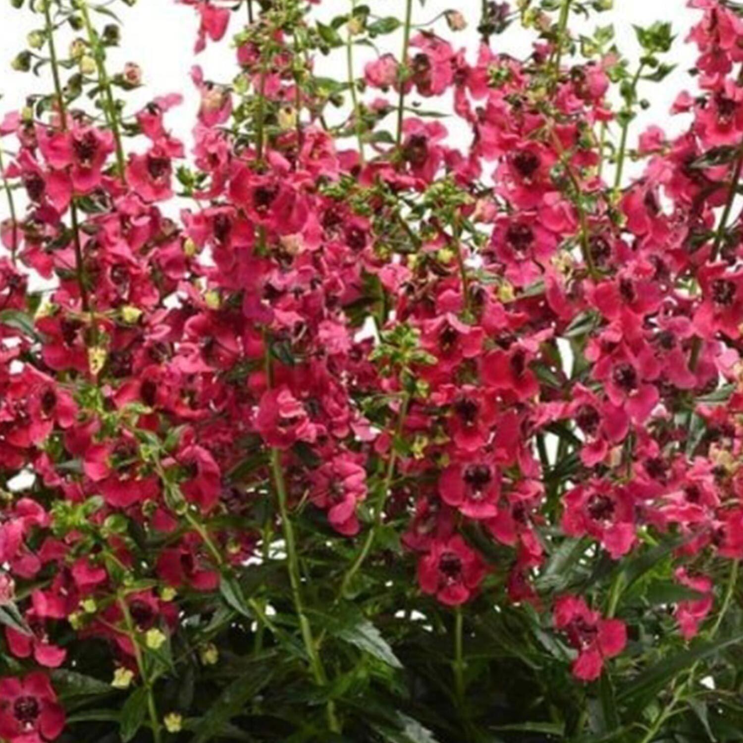 Angelonia Archangel Cherry Red - View 4 from www redcrocus com