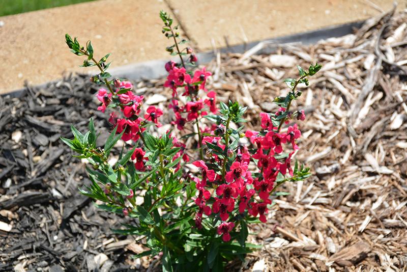 Angelonia Archangel Cherry Red - View 5 from www redcrocus com