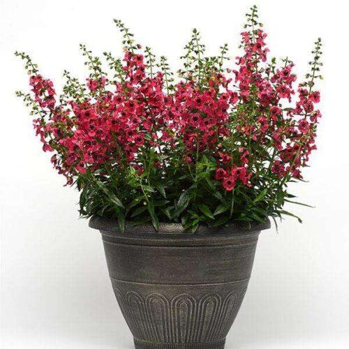 Angelonia Archangel Cherry Red - View 6 from www redcrocus com