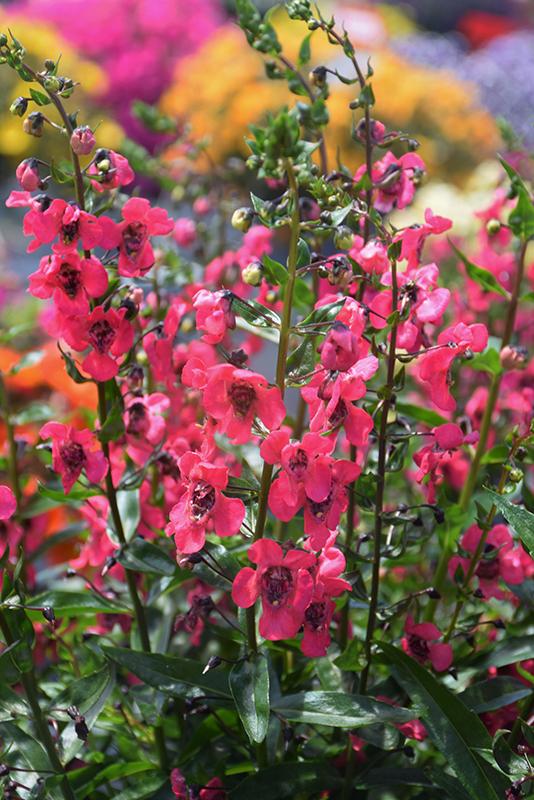 Angelonia Archangel Cherry Red - View 7 from www redcrocus com