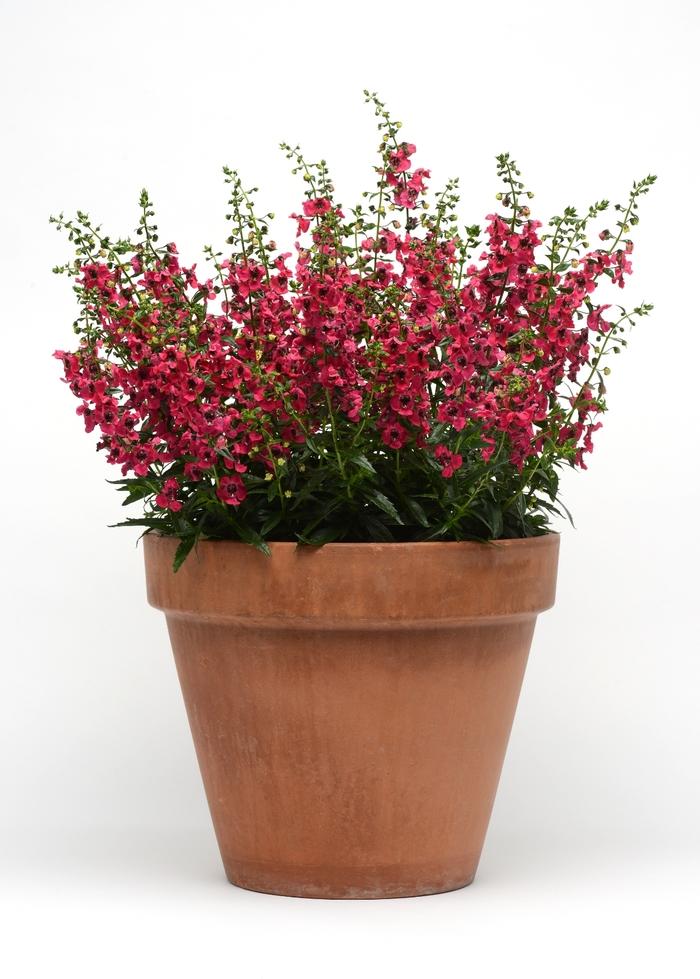 Angelonia Archangel Cherry Red - View 8 from www redcrocus com