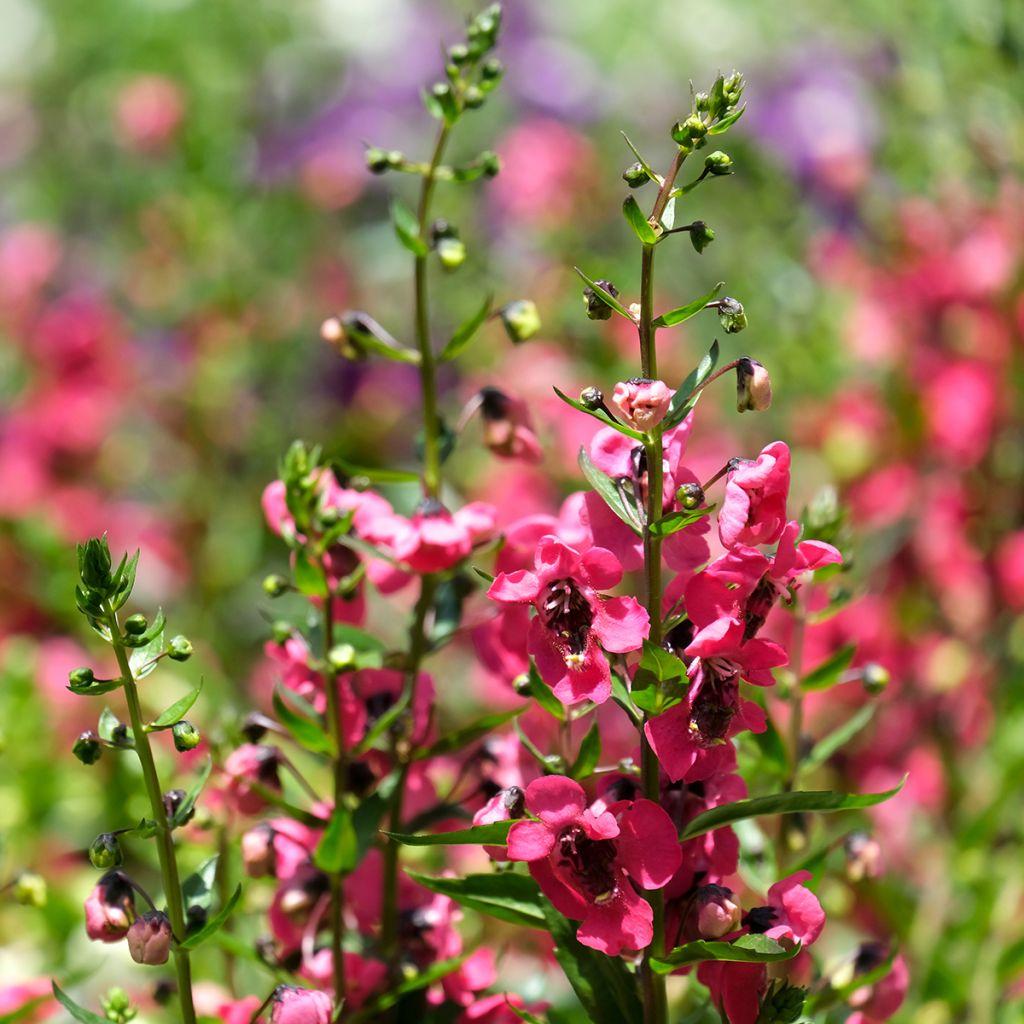Angelonia Archangel Cherry Red - View 9 from www redcrocus com