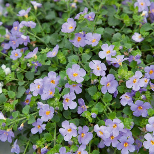 Bacopa Megacopa Blue - View 10 from www redcrocus com