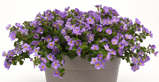 Bacopa Megacopa Blue - View 1 from www redcrocus com