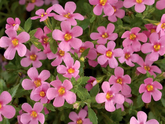 Bacopa Megacopa Pink - View 1 from www redcrocus com