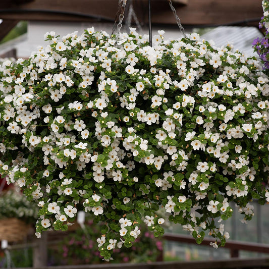 Bacopa Megacopa White - View 1 from www redcrocus com