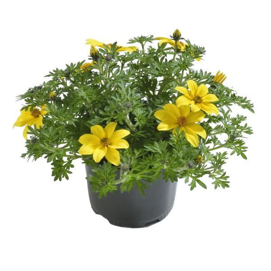 Bidens Mega Charm - View 10 from www redcrocus com