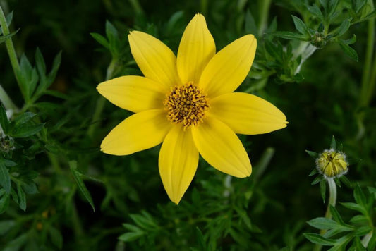 Bidens Mega Charm - View 2 from www redcrocus com