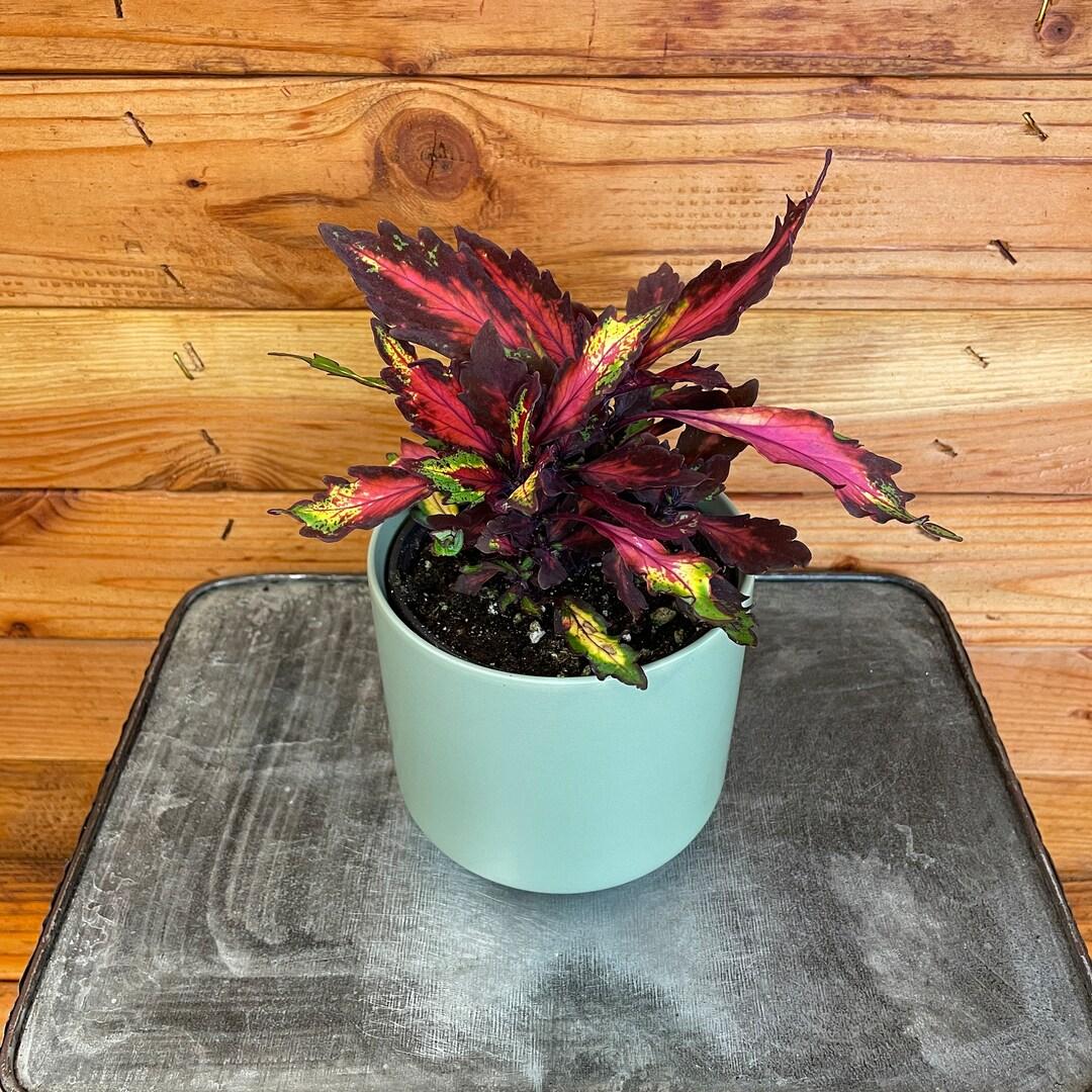 Coleus Ignite Special Effects - View 11 from www redcrocus com