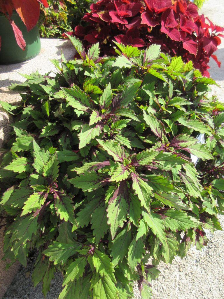 Coleus Ignite Special Effects - View 15 from www redcrocus com