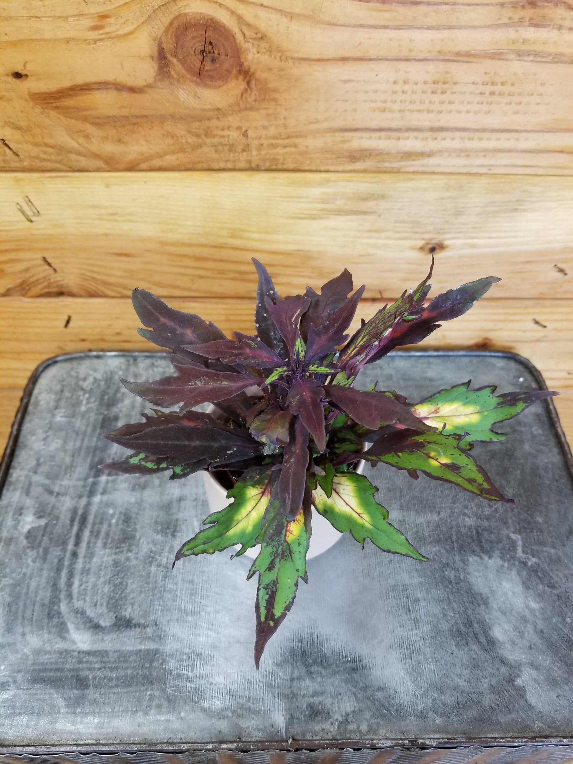 Coleus Ignite Special Effects - View 16 from www redcrocus com