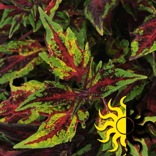 Coleus Ignite Special Effects - View 2 from www redcrocus com