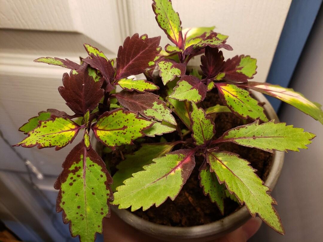 Coleus Ignite Special Effects - View 3 from www redcrocus com