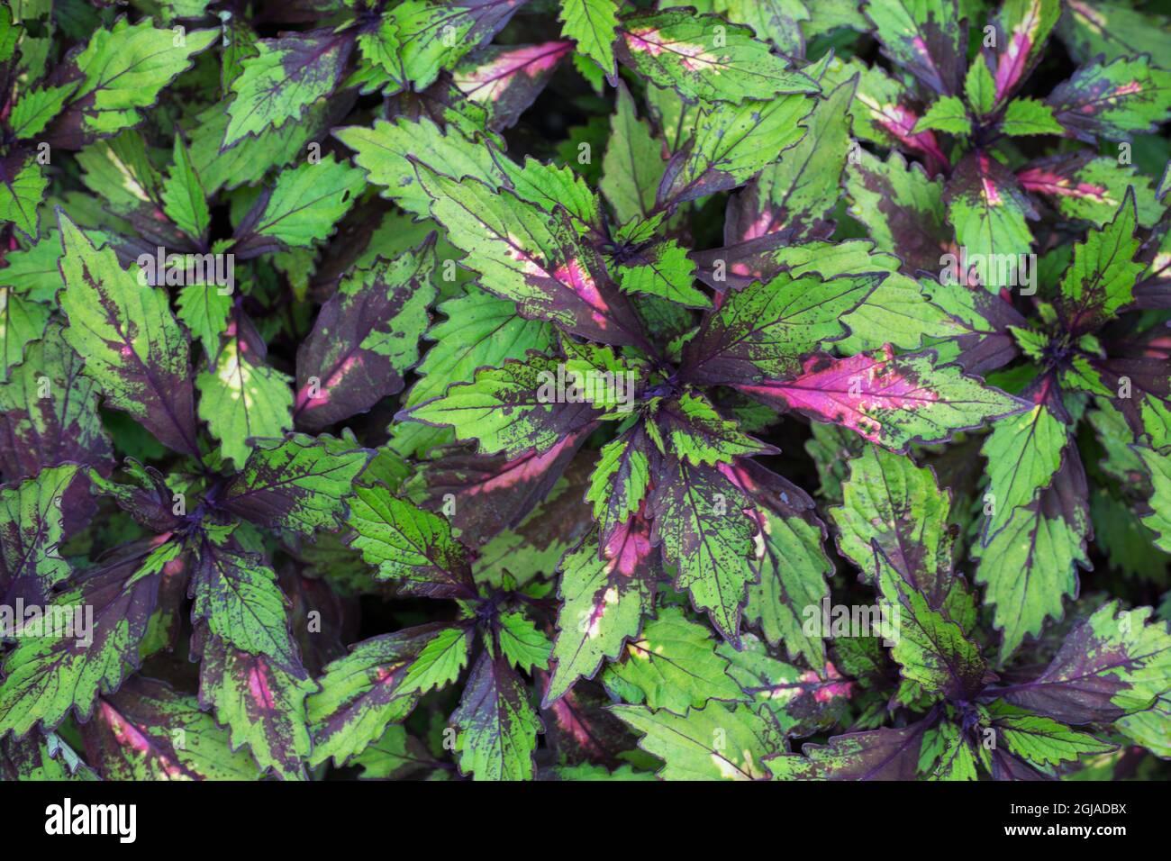 Coleus Ignite Special Effects - View 5 from www redcrocus com