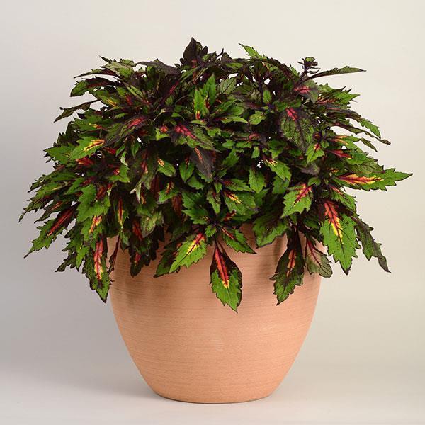 Coleus Ignite Special Effects - View 6 from www redcrocus com