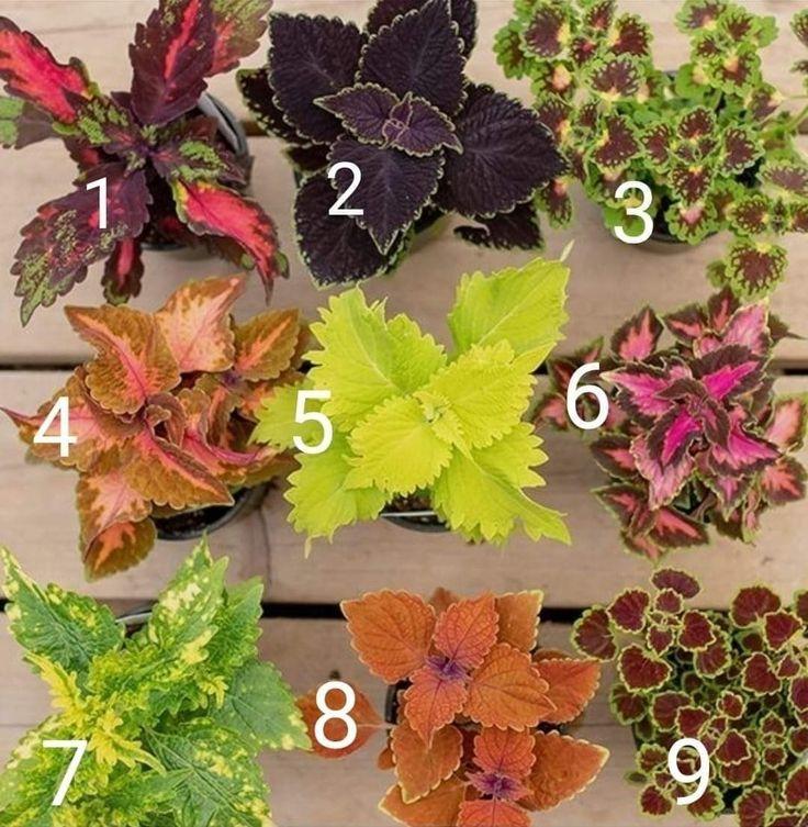Coleus Ignite Special Effects - View 8 from www redcrocus com