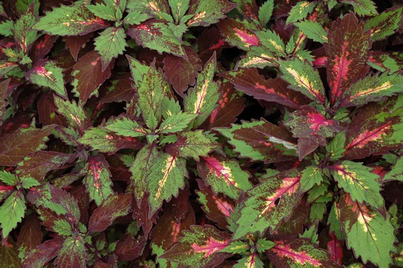 Coleus Ignite Special Effects - View 9 from www redcrocus com