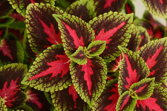 Coleus Volcanica French Quarter - View 1 from www redcrocus com