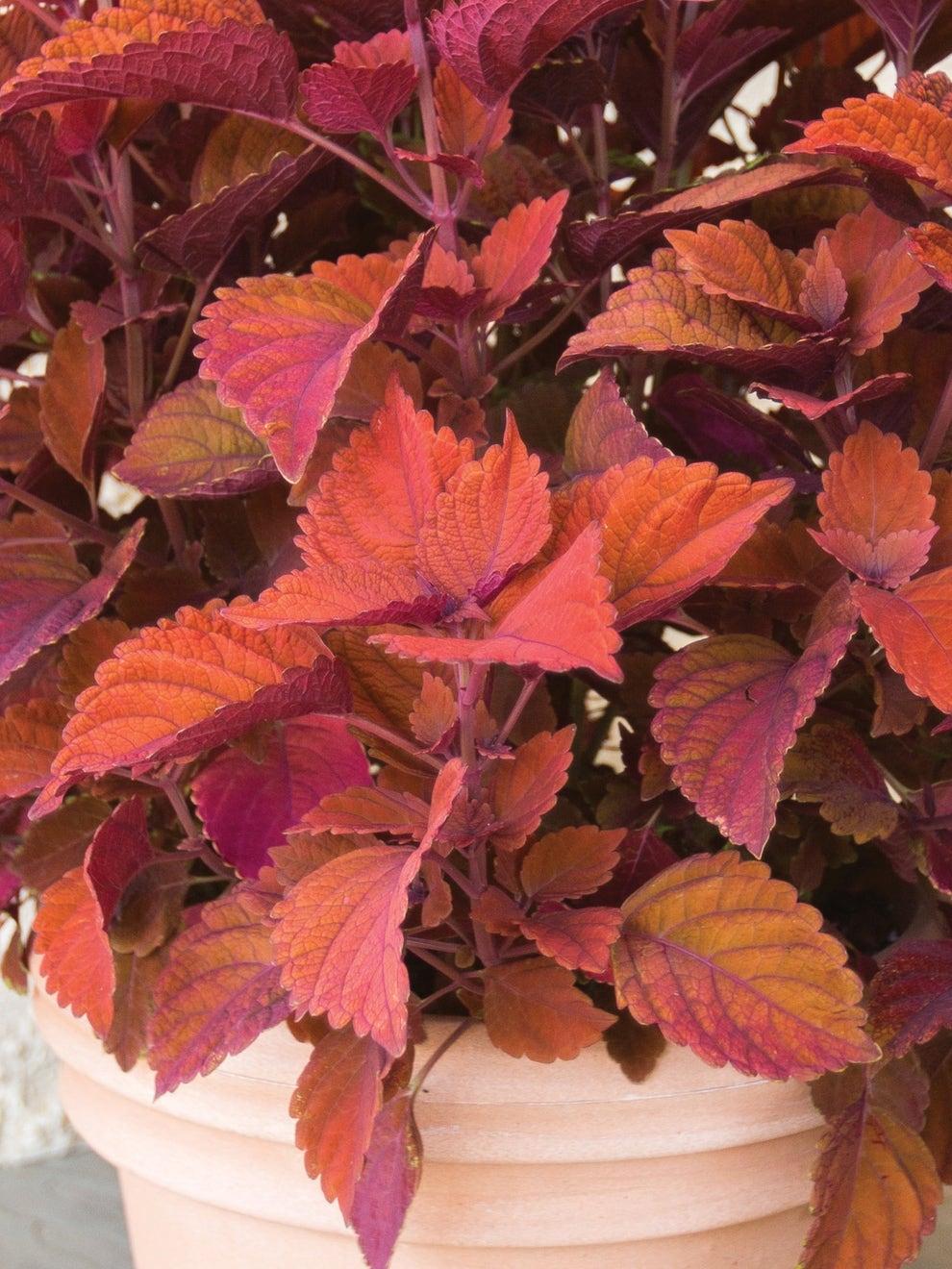 Coleus Chargedup Inferno - View 10 from www redcrocus com