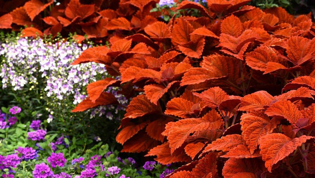 Coleus Chargedup Inferno - View 11 from www redcrocus com