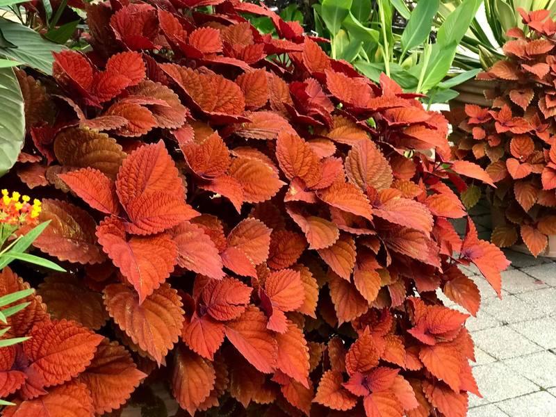 Coleus Chargedup Inferno - View 12 from www redcrocus com