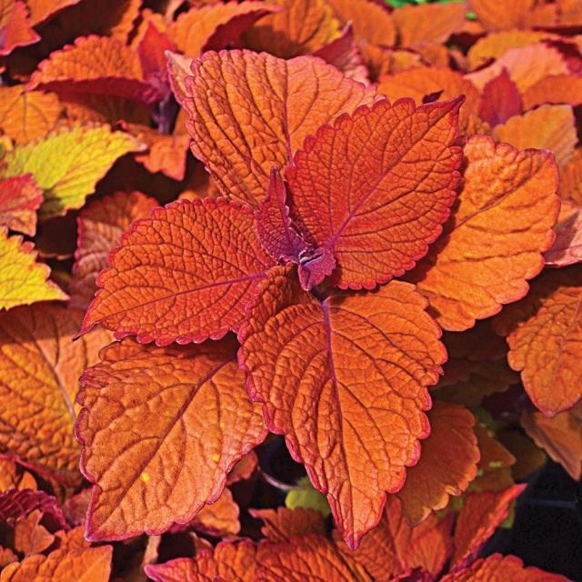 Coleus Chargedup Inferno - View 13 from www redcrocus com