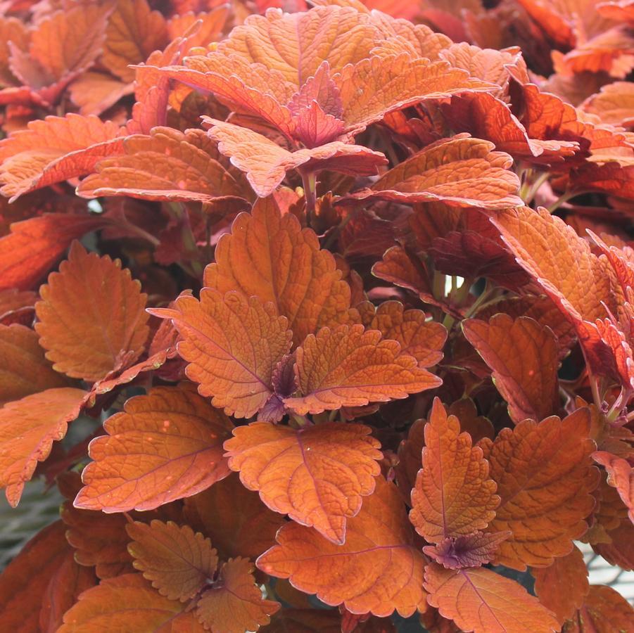 Coleus Chargedup Inferno - View 14 from www redcrocus com