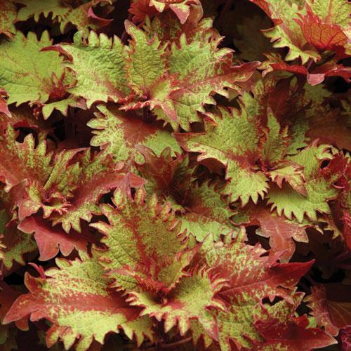 Coleus Chargedup Inferno - View 15 from www redcrocus com