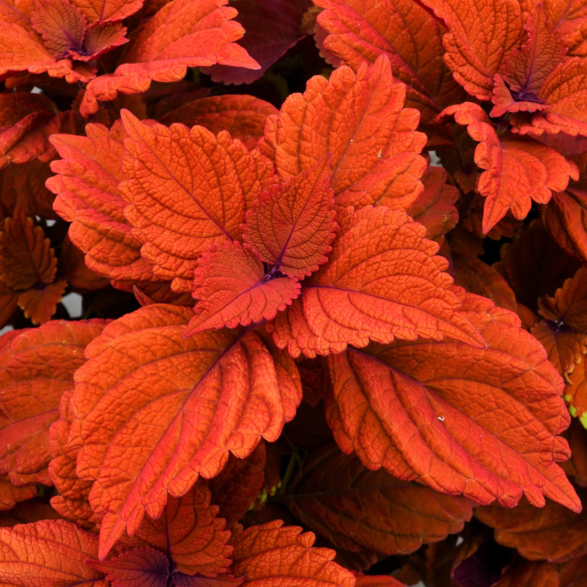 Coleus Chargedup Inferno - View 16 from www redcrocus com