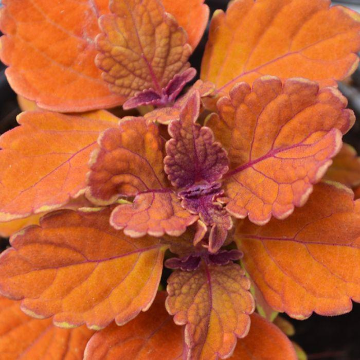 Coleus Chargedup Inferno - View 17 from www redcrocus com