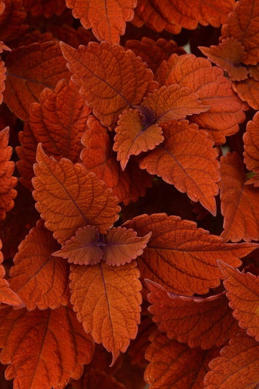 Coleus Chargedup Inferno - View 1 from www redcrocus com