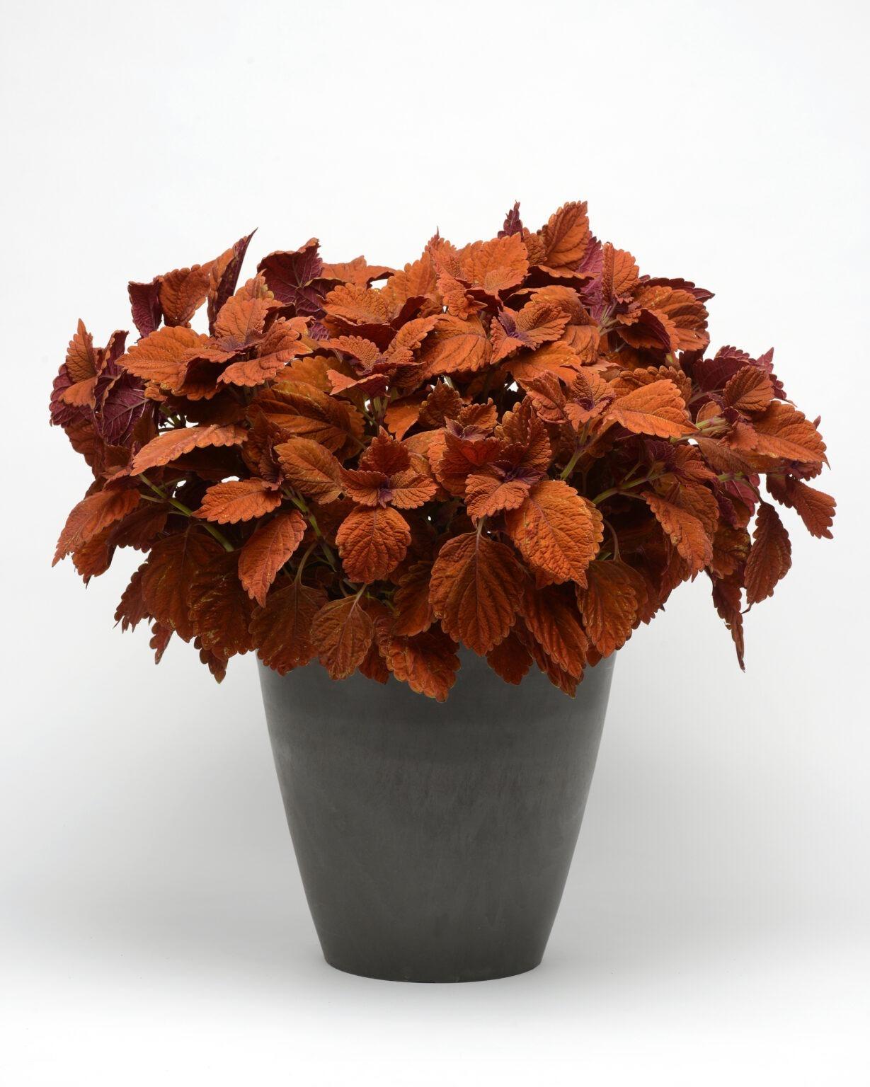 Coleus Chargedup Inferno - View 2 from www redcrocus com