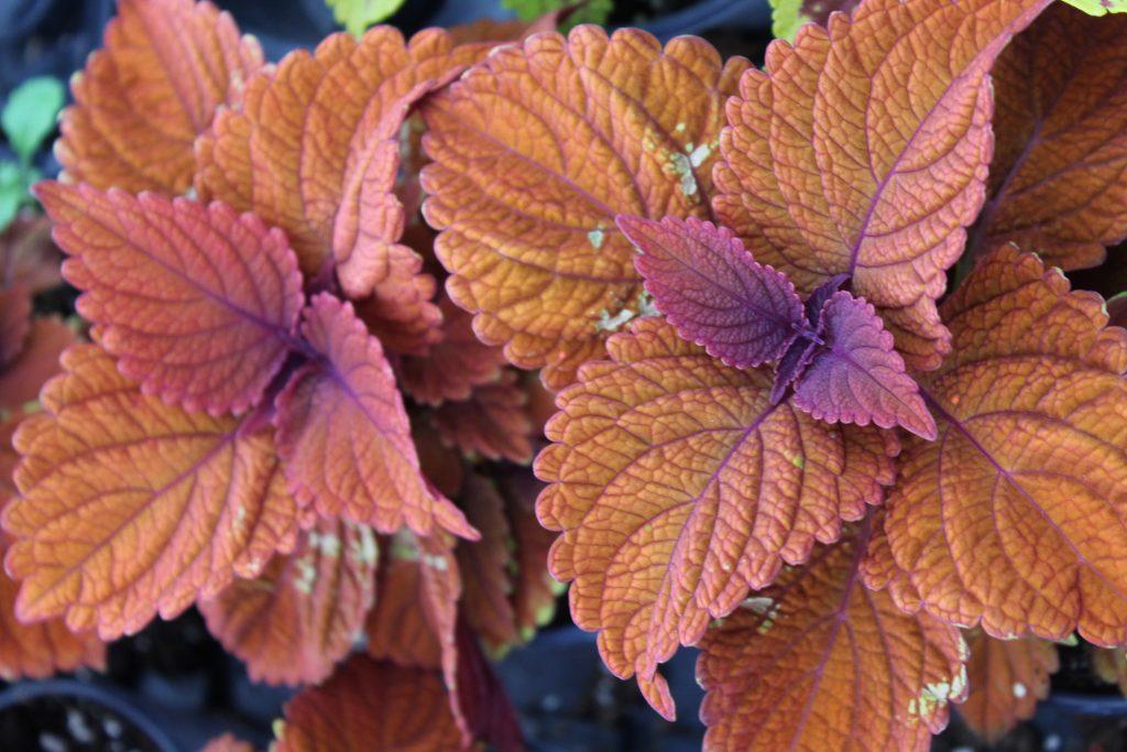 Coleus Chargedup Inferno - View 3 from www redcrocus com