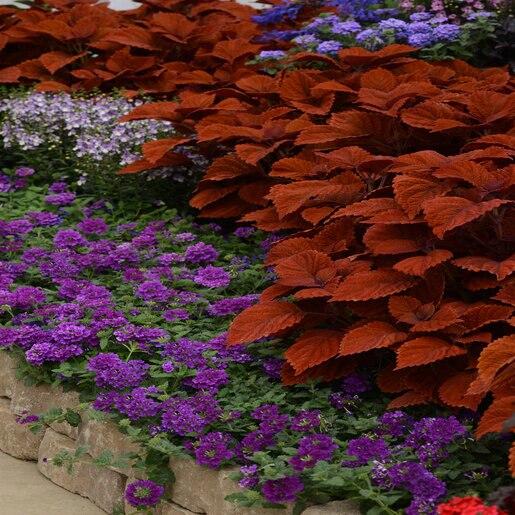 Coleus Chargedup Inferno - View 4 from www redcrocus com