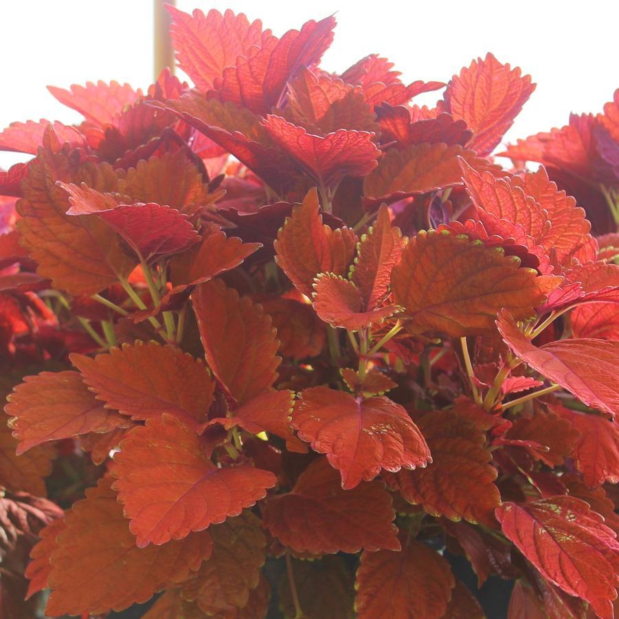 Coleus Chargedup Inferno - View 5 from www redcrocus com