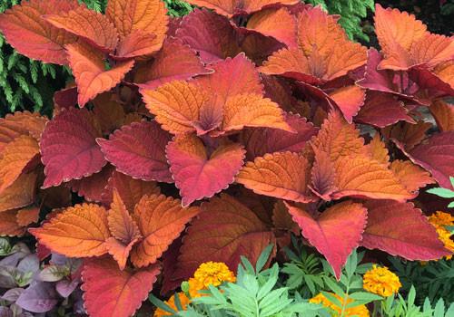 Coleus Chargedup Inferno - View 6 from www redcrocus com