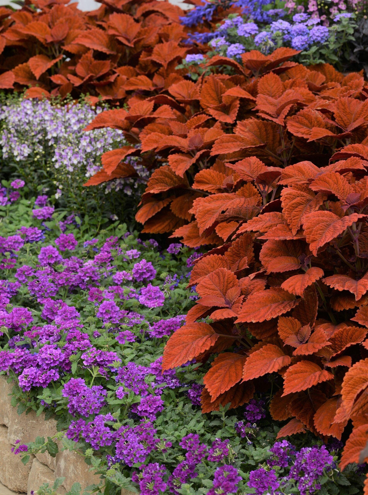 Coleus Chargedup Inferno - View 7 from www redcrocus com