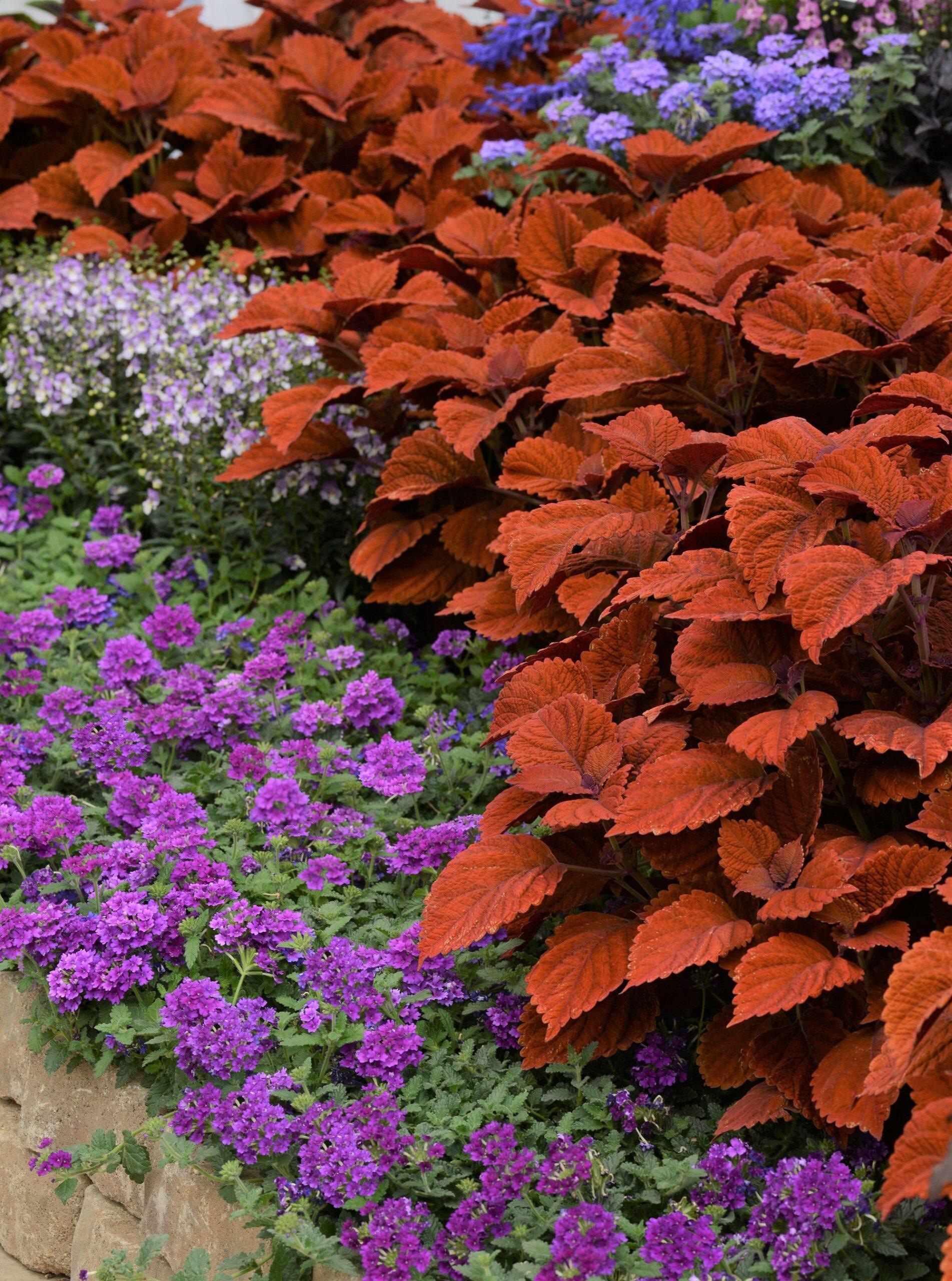 Coleus Chargedup Inferno - View 7 from www redcrocus com