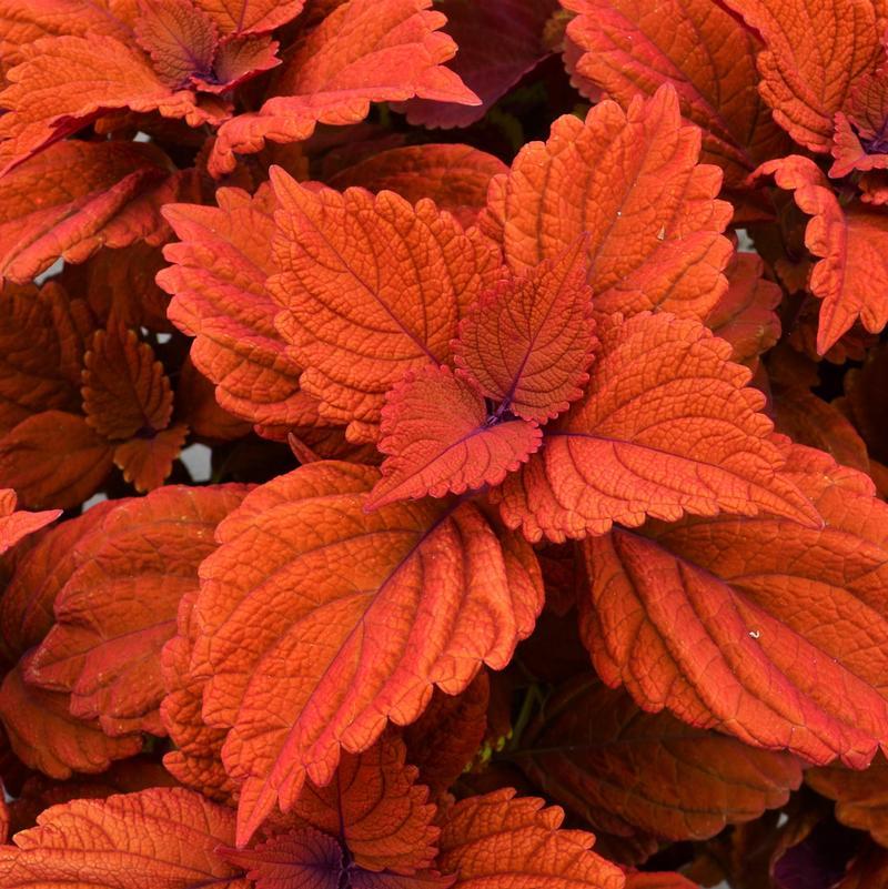 Coleus Chargedup Inferno - View 8 from www redcrocus com