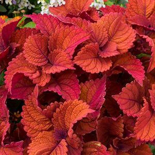Coleus Chargedup Inferno - View 9 from www redcrocus com