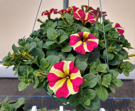 Petunia Amore Queen Of Hearts - View 10 from www redcrocus com