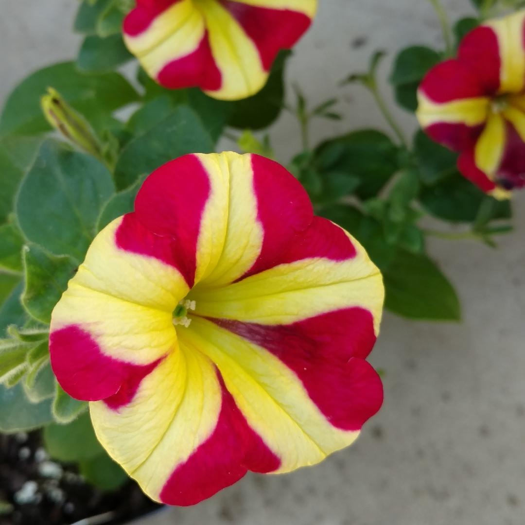 Petunia Amore Queen Of Hearts - View 11 from www redcrocus com