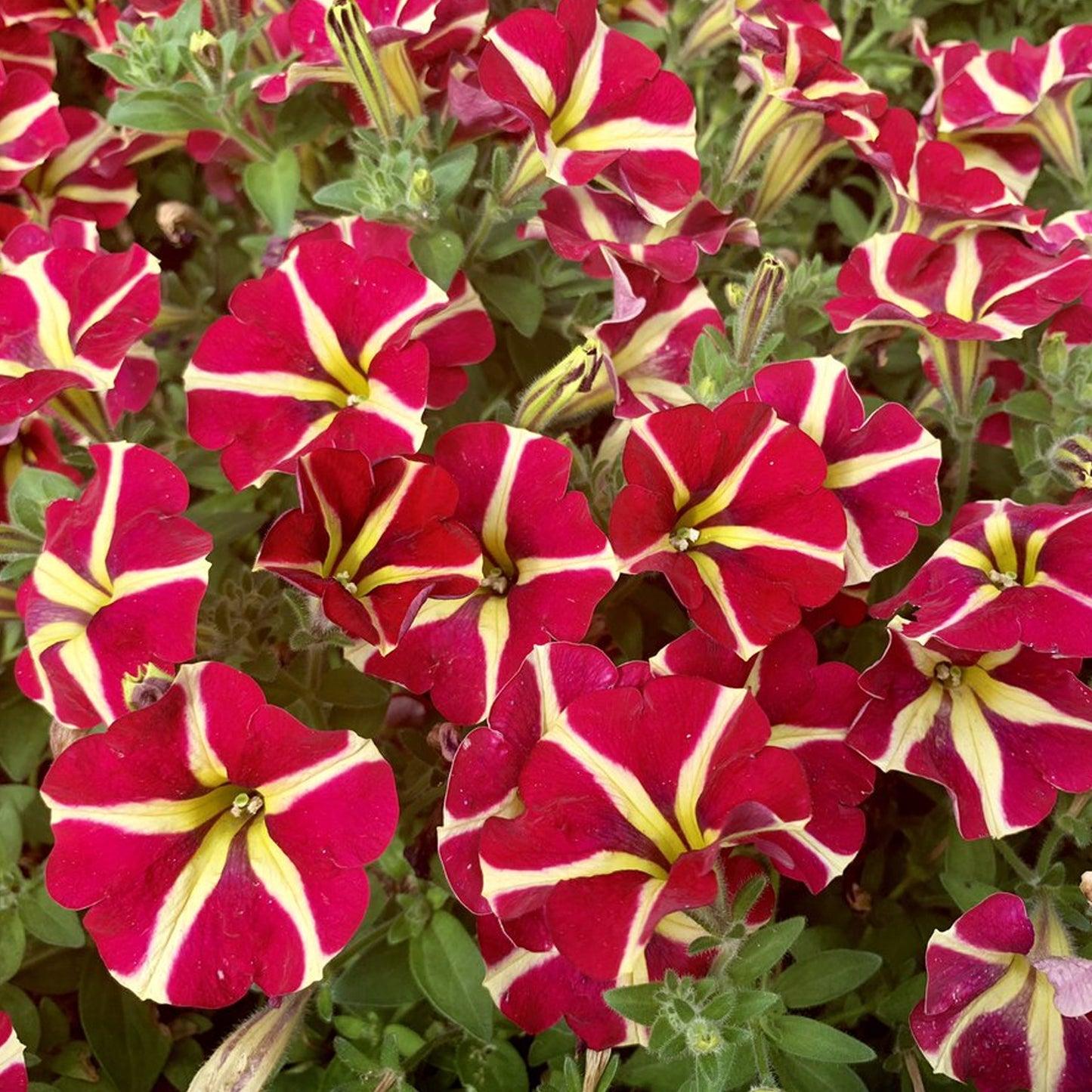 Petunia Amore Queen Of Hearts - View 12 from www redcrocus com