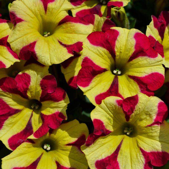 Petunia Amore Queen Of Hearts - View 14 from www redcrocus com