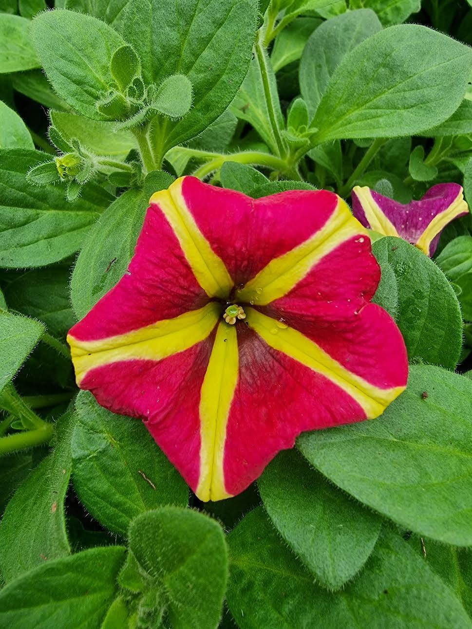 Petunia Amore Queen Of Hearts - View 15 from www redcrocus com