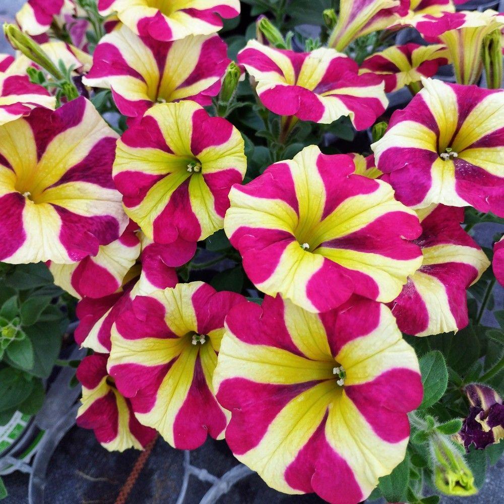 Petunia Amore Queen Of Hearts - View 17 from www redcrocus com
