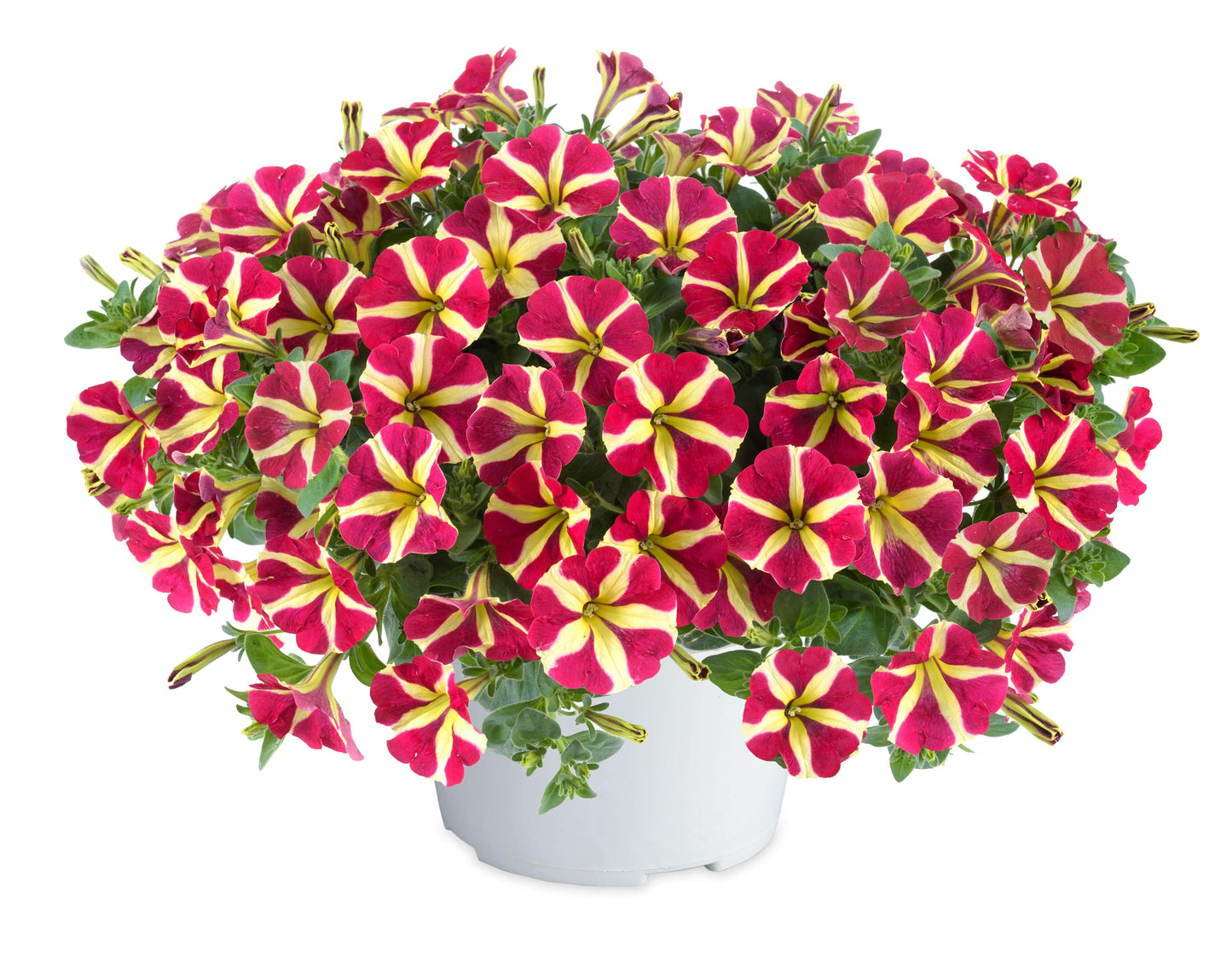 Petunia Amore Queen Of Hearts - View 5 from www redcrocus com