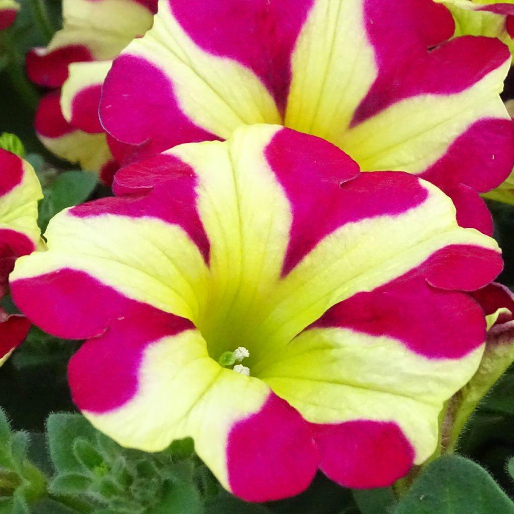 Petunia Amore Queen Of Hearts - View 8 from www redcrocus com