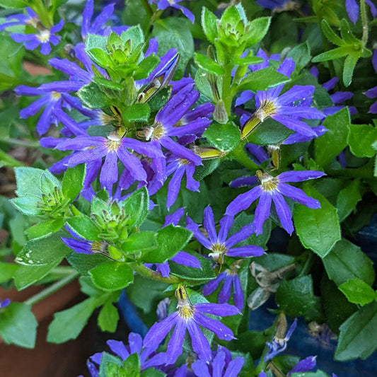 Scaevola Surdiva Violet Blue - View 1 from www redcrocus com
